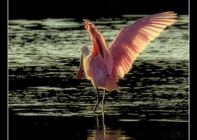 Roseate Spoonbill, Sheryl Cooley