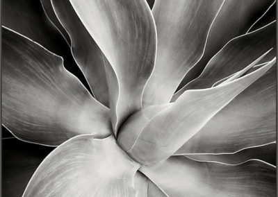 Agave Shaded, Pat Wilkinson
