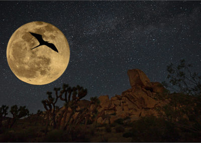 Desert Moonrise, Mike Bray