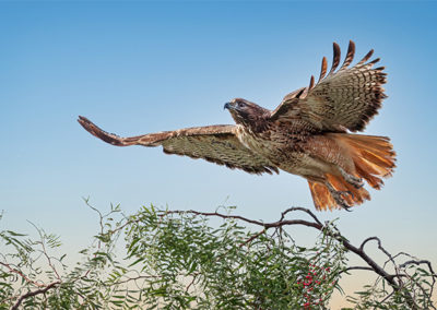 Red-Tailed Hawk, Larry Goodman