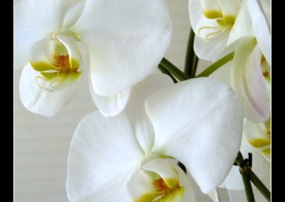 Lawrie Bau, White Orchids