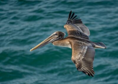 Brown Pelican, Daniel Lee