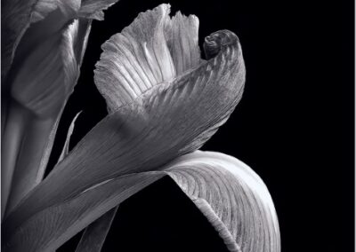 Pale Iris, George Harber
