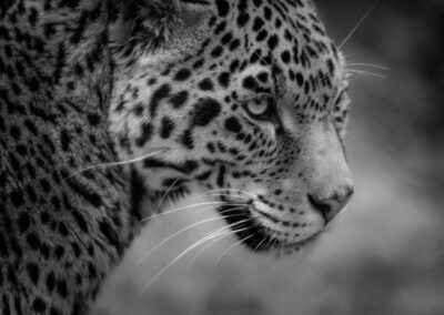 Intense, Russ Lazar