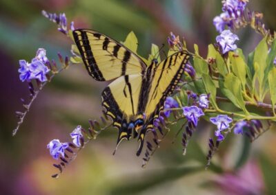 Mellow Yellow, Betsy Cobb Seliga