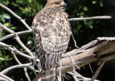 Red-shouldered Hawk, Dolores Gitlin