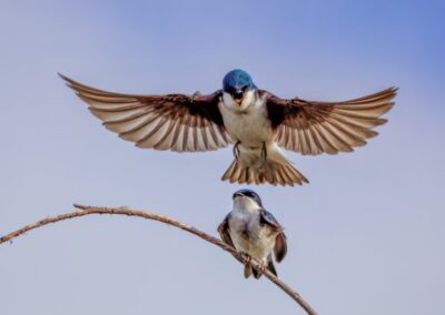 This is Courtship, Questionmark, George Harper