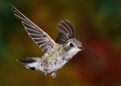 Juvenile Hummingbird, Mike Bray