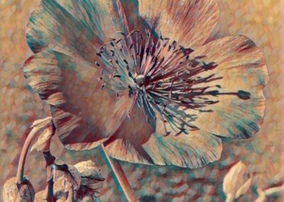 Painted Petals 1, Hilla Sadri