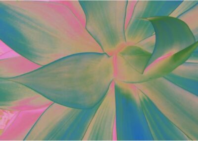 In The Pink, Lawrie Bau