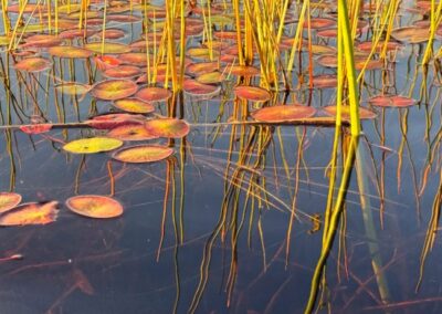 Cruising Delta Reeds & Lilies, Louise Stuart