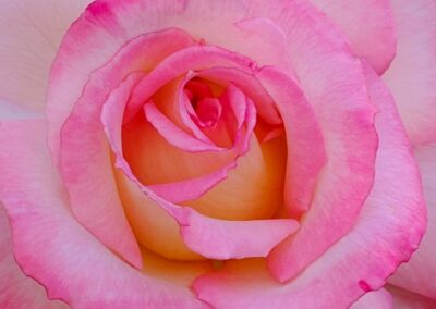 Pink Rose, Raymond LaBelle