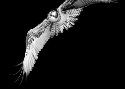 Osprey Flight, Adriana Greisman