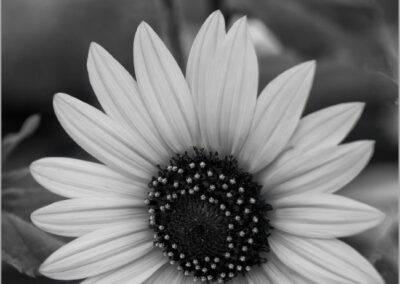 Susan's Black Eye, Bette Harper