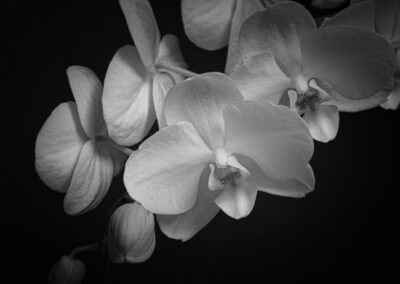 Serenity in White, Hilla Sadri