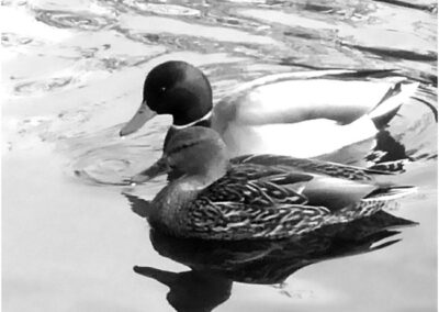 Reflection, Lawrie Bau