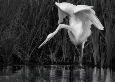 Egret Looking for a Fish, Mark Brenner