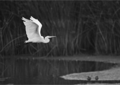 Great Egret Grace, Mike Bray