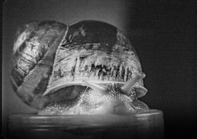 Garden Snail, Tom Conrad