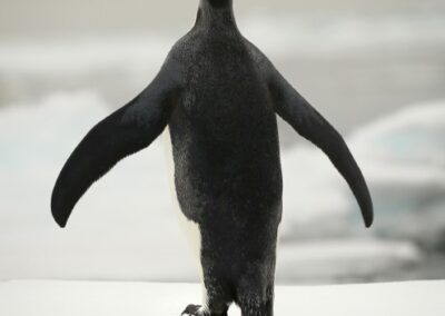 Emperor Penguin Walkabout, Valarie Van Cleave