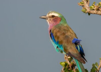 Lilac Breasted Roller, Bette Harper
