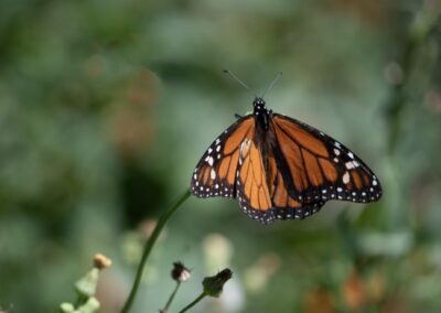 Monarch Butterfly, Dolores Gitlin