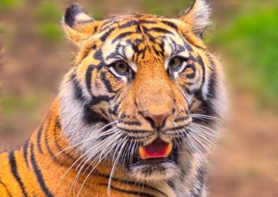 Fangs & Fury, Hilla Sadri