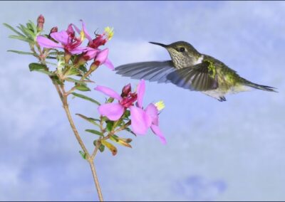 Morning Snack, Mike Bray