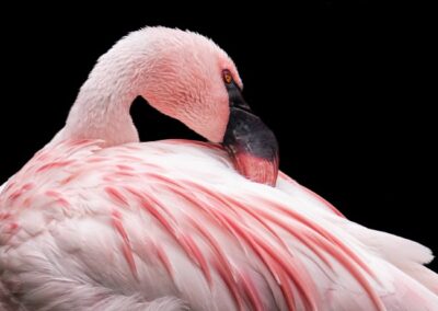 Pretty In Pink, Myra Posner