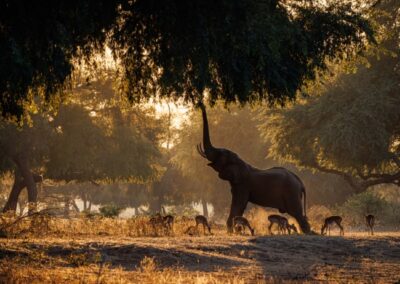 Breakfast Hour in Zambia, Valarie Van Cleave