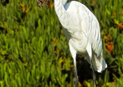 Egret with Mouse, Mark Brenner