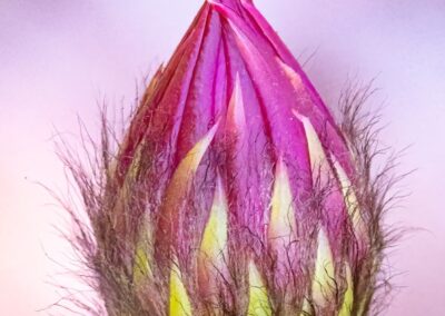 Argentine Cactus Bloom