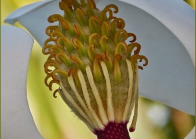 Surrounded, Bette Harper