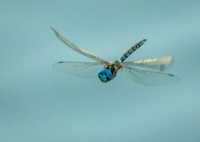 Dragonfly Hovering, Daniel Lee