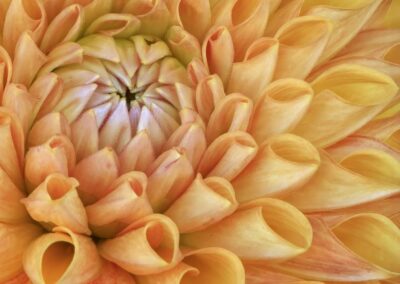 Delightful Dahlia, George Harper