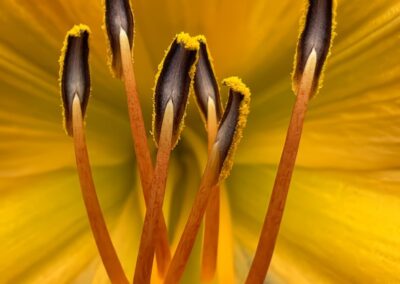 Brothers, Jack Salvador