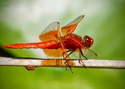 Dragonfly Resting, Joel Goldstein