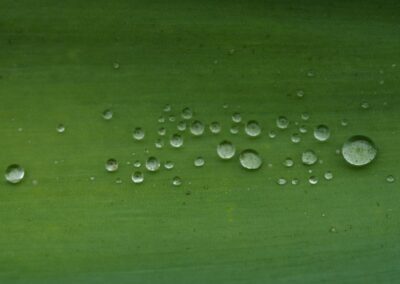 Morning Dew, Joel Sigman