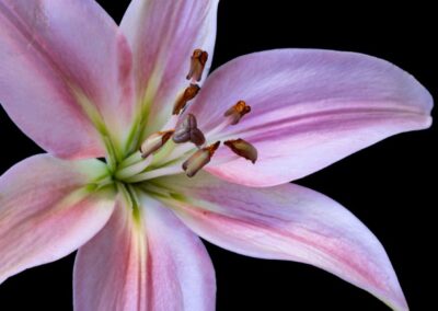 Secrets Revealed, Kamran Ghassemi