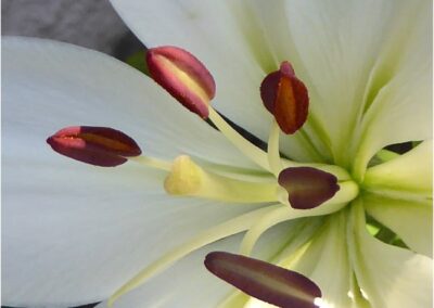 Beautiful Stamen, Lawrie Bau