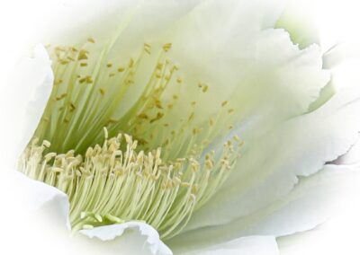 Softly Swaying, Madeline Schwarz