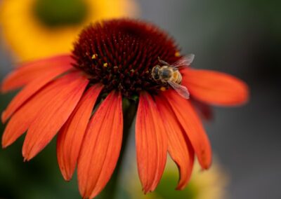 Pollen Seekers, Mary Madden