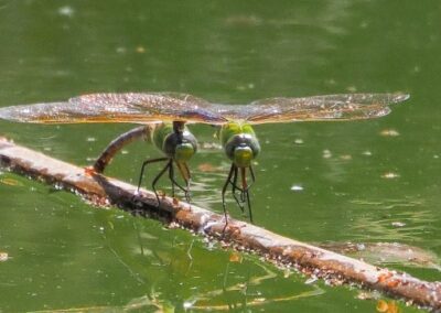 Mating Dragonflies, Raymond LaBelle