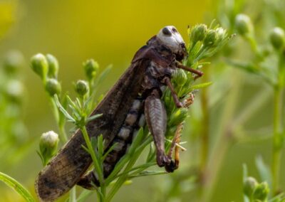 Grasshopper, Steve Comstock