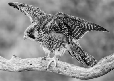 2nd Place Monochrome, Myra Posner