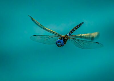 2nd Place Special Subject, Macro, Daniel Lee