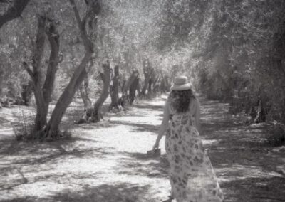 Stroll Through the Olive Grove, Diane Hall