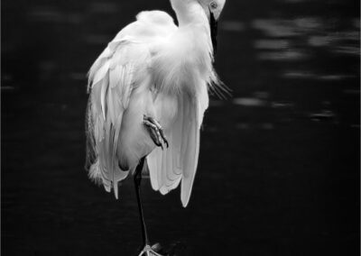 Balanced, Ken Furuta