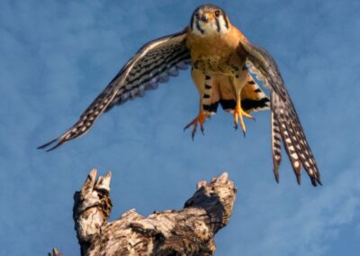 Take Off for Prey, Larry Goodman