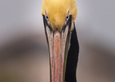 That Look, Russ Lazar